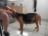 ... noch tragende Hündin-Rena. Nach einem Not-Kaiserschhnitt haben sie und ihre Welpen es leider nicht geschafft. ... noch tragende Hündin-Rena. Nach einem Not-Kaiserschhnitt haben sie und ihre Welpen es leider nicht geschafft.