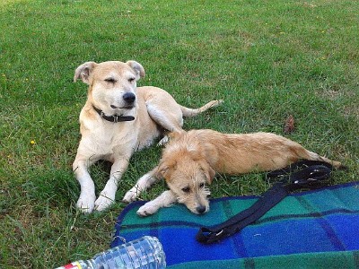 ehem. Pflegehündin "Chica" mit ehem. Pflegehund "Paco". ehem. Pflegehündin "Chica" mit ehem. Pflegehund "Paco".