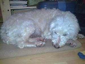 Hündin-Joecy kam 2008 hochtragend zur uns in die Pflegestelle-Martfeld, bekam ihre 3 Welpen und lebte seit dem bei ihrem Pflegefrauchen Andrea.  Joecy hatte einige, schwere Krankheiten (Epilepsie und inoperablen Gesäuge-Krebs) und wurde trotzdem ca. 16 Jahre alt. RUHE IN FRIEDEN, MEIN ENGEL. 